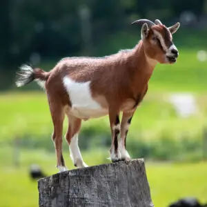 How much does a goat weigh