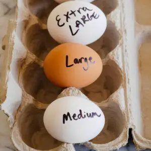 Weight of eggs in grams