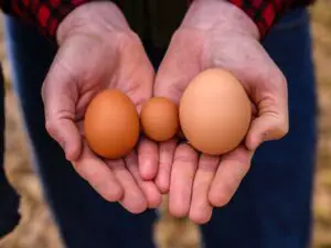 Weight of eggs in grams