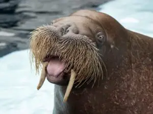How much does a walrus weigh