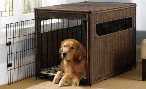 What size dog crate do i need