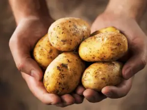 How many russet potatoes are in 2 lbs?