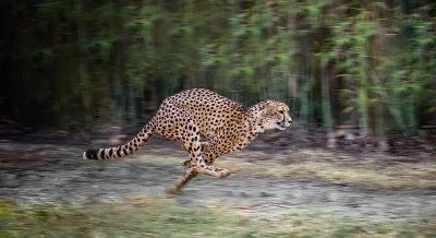 How Far Can A Cheetah Run In 1 Minute