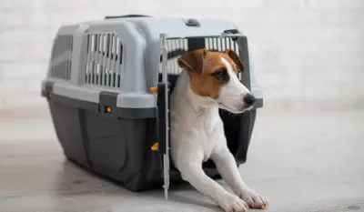 French Bulldog Crate Size