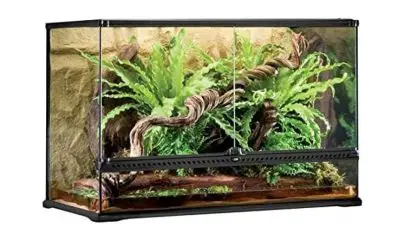 What Size Tank Do I Need For A Bearded Dragon